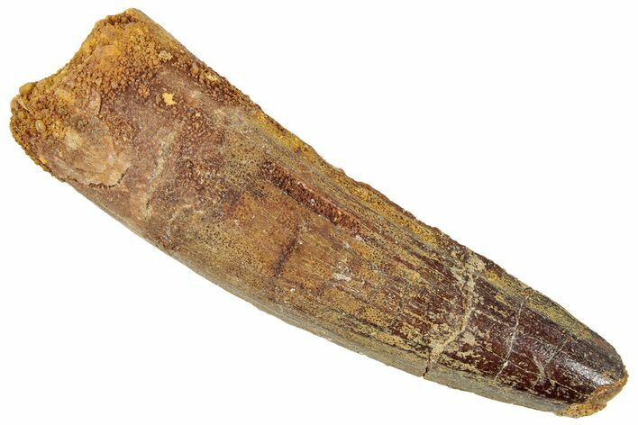 Fossil Spinosaurus Tooth - Real Dinosaur Tooth #239258